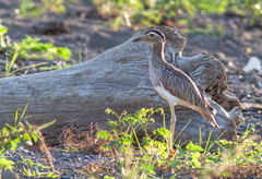 Burhinus bistriatus