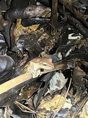 Boana multifasciata