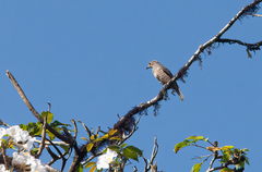 Cotinga ridgwayi