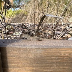 Anolis sagrei