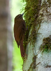 Glyphorynchus spirurus