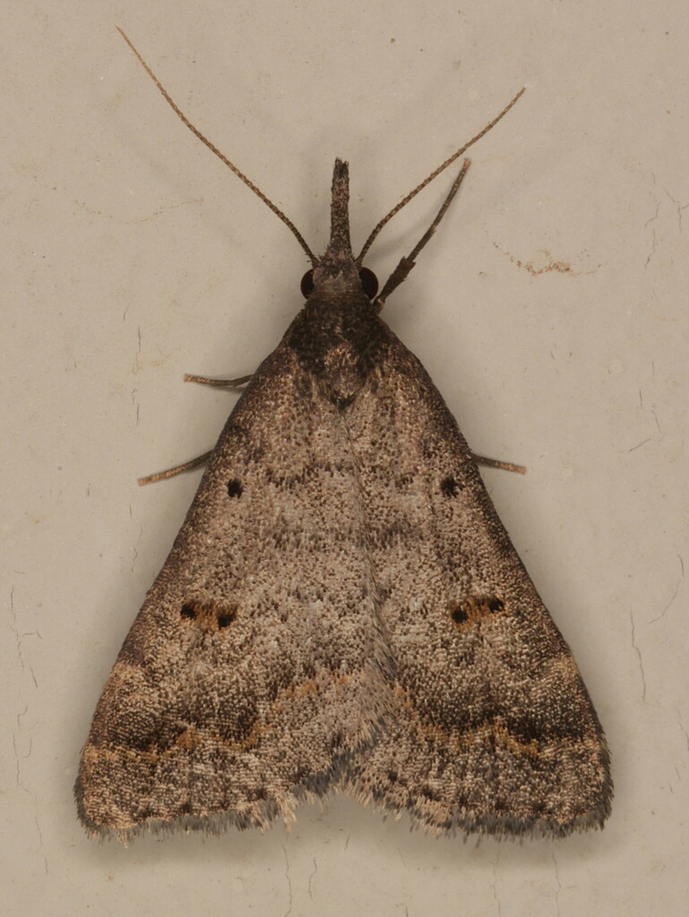 Polypogon melanommoides