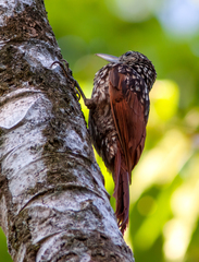 Xiphorhynchus lachrymosus