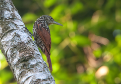 Xiphorhynchus lachrymosus