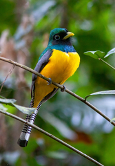 Trogon rufus