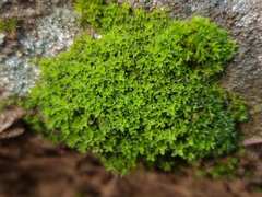 Syntrichia virescens