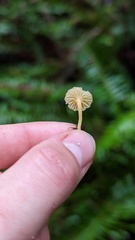 Chrysomphalina grossula