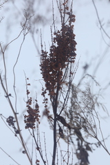 Rumex aquaticus