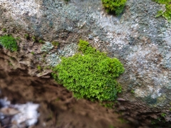 Syntrichia virescens