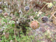 Malvales