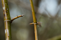 Bambusa stenostachya