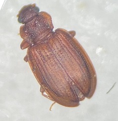 Enicmus testaceus