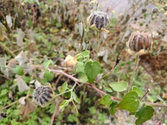 Malvales