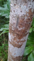 Chrysaeglia magnifica