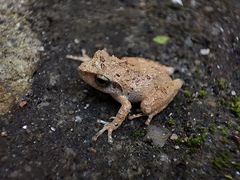 Pseudophilautus wynaadensis