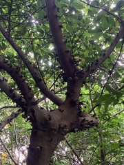 Ficus benguetensis
