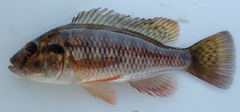 Dwarf Bream photo 4