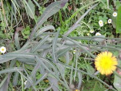 Sonchus wightianus