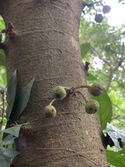 Ficus benguetensis