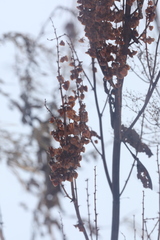 Rumex aquaticus