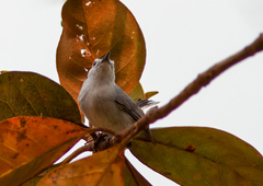 Polioptila bilineata