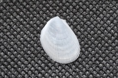Limaria hakodatensis