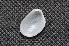 Limaria hakodatensis