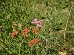 Tessaria absinthioides