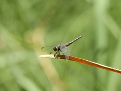 Erythrodiplax connata