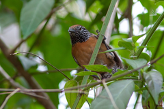 Pheugopedius rutilus