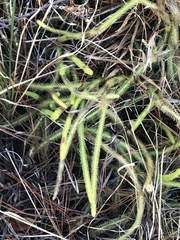 Lycopodiella