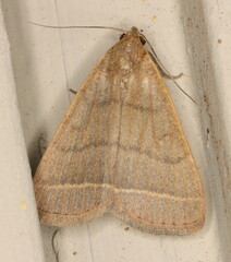 Simplicia extinctalis