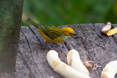 Tangara icterocephala