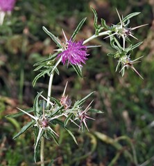 Centaurea calcitrapa