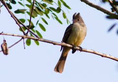 Elaenia flavogaster