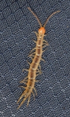 Lithobius pyrenaicus