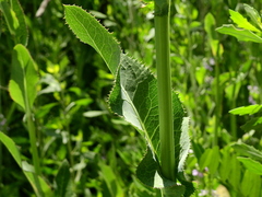 Sonchus arvensis