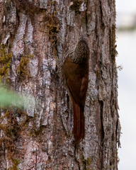Lepidocolaptes affinis