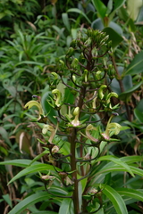 Lobelia digitalifolia