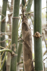 Bambusa stenostachya