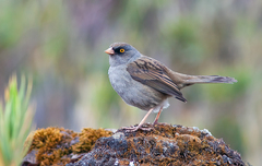 Junco vulcani