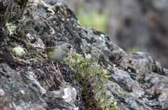 Junco vulcani