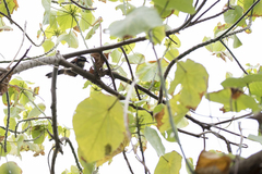 Pomatorhinus musicus