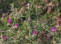 Centaurea calcitrapa