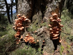 Laetiporus montanus