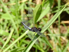 Erythrodiplax connata