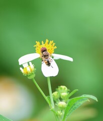 Eristalinus megacephalus