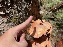 Laetiporus montanus