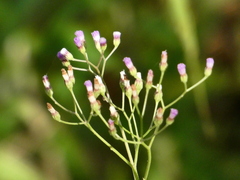 Cyanthillium cinereum
