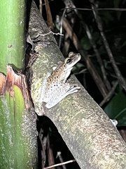 Osteocephalus taurinus